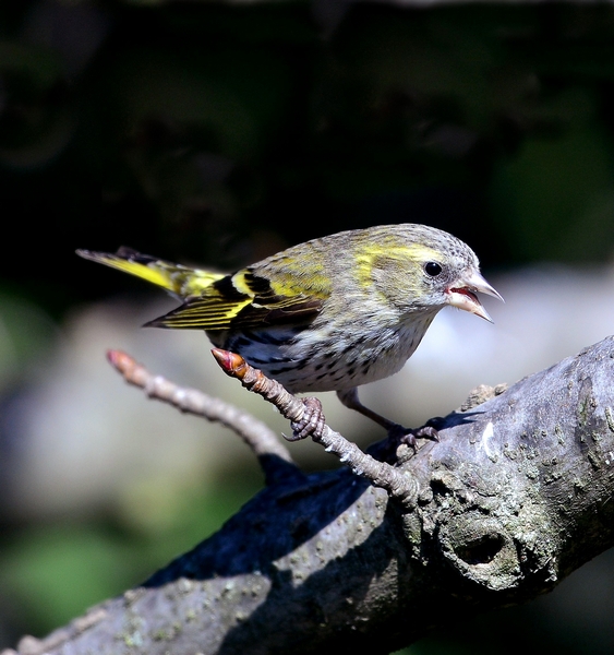 Lucherino (Carduelis spinus) femmina